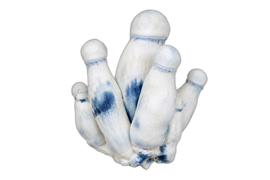 P. cubensis · Albino Penis Envy