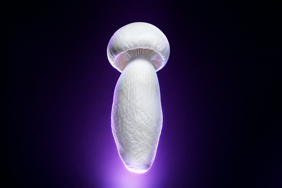 P. cubensis · Albino Penis Envy