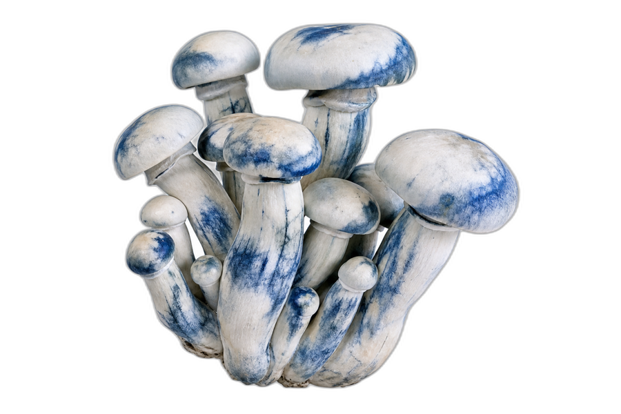 P. cubensis · Bluey Vuitton