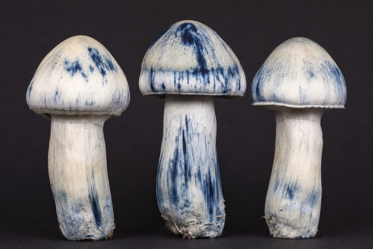P. cubensis · Bluey Vuitton