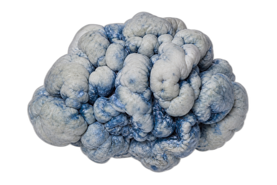 Psilocybe cubensis · Enigma