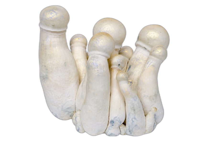 P. cubensis · Galactic Penis Envy