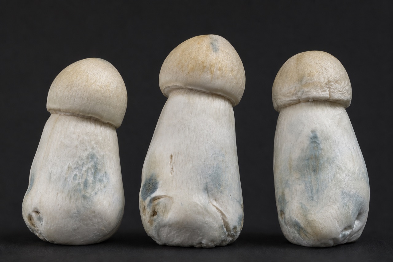 P. cubensis · Galactic Penis Envy
