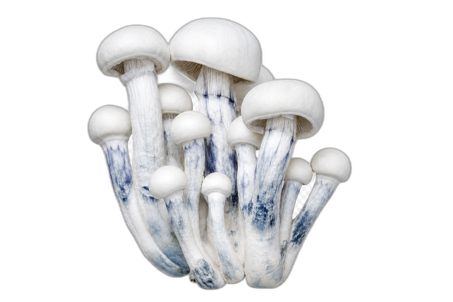 P. cubensis · Ghost (albino)