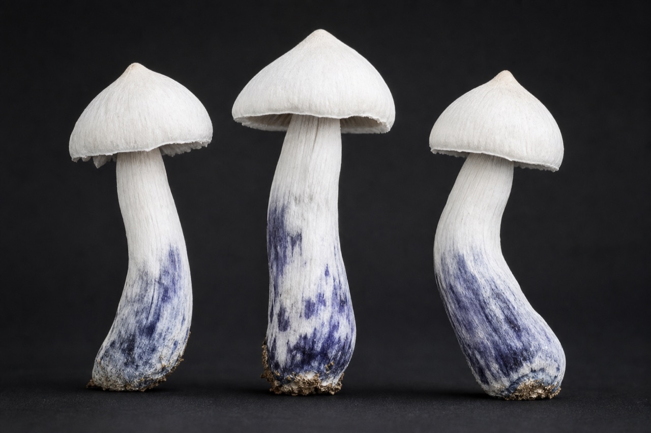 P. cubensis · Ghost (albino)