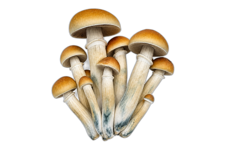 Psilocybe cubensis · Golden Teacher