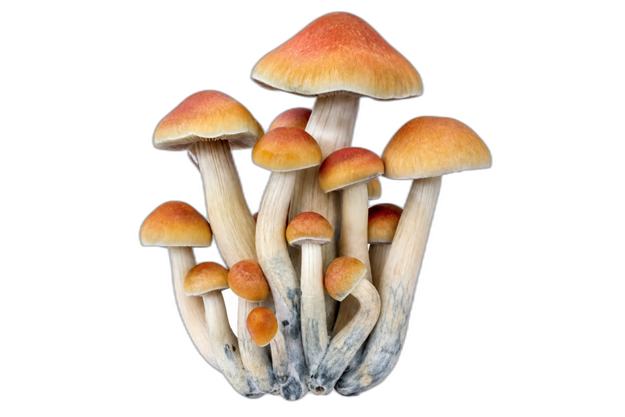P. cubensis · Shakti (house selection)
